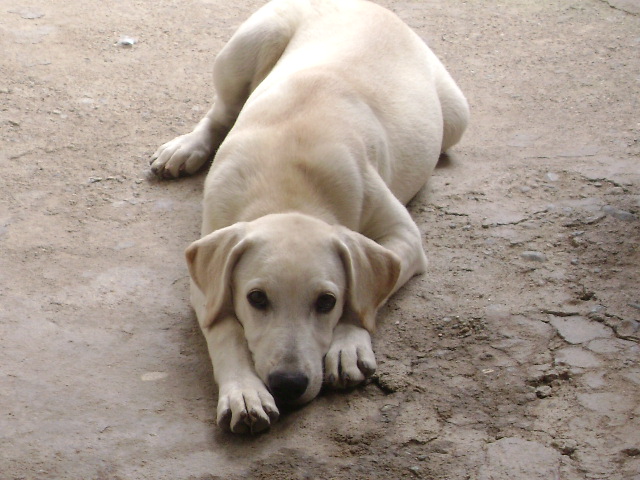 Hundenamen 1000 Namen, wie Sie Ihren Hund nennen können