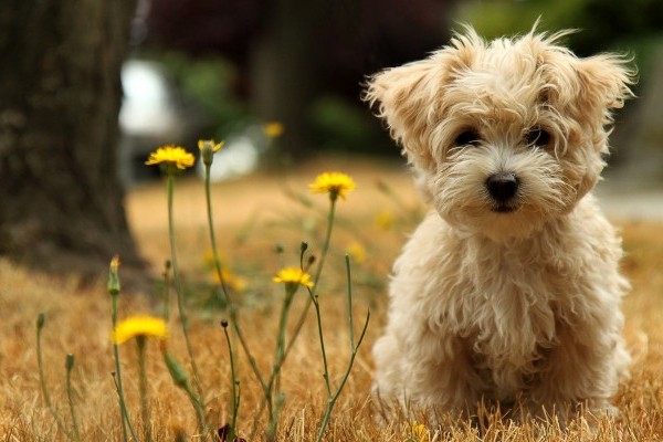 Hundenamen 1000 Namen, wie Sie Ihren Hund nennen können