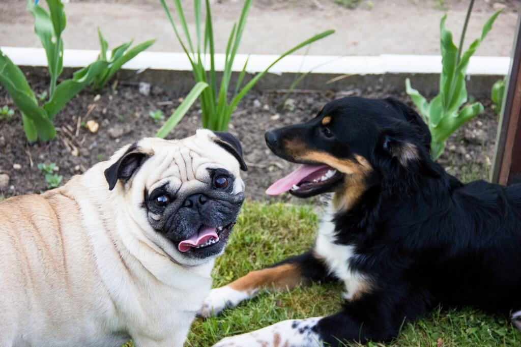 4 Tipps um Ihrem Hund seinen Namen beizubringen Hundenamen